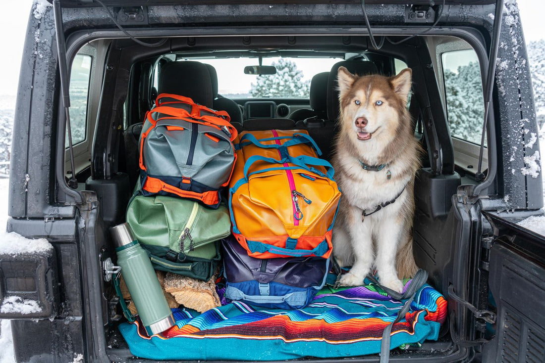 traveling with dogs