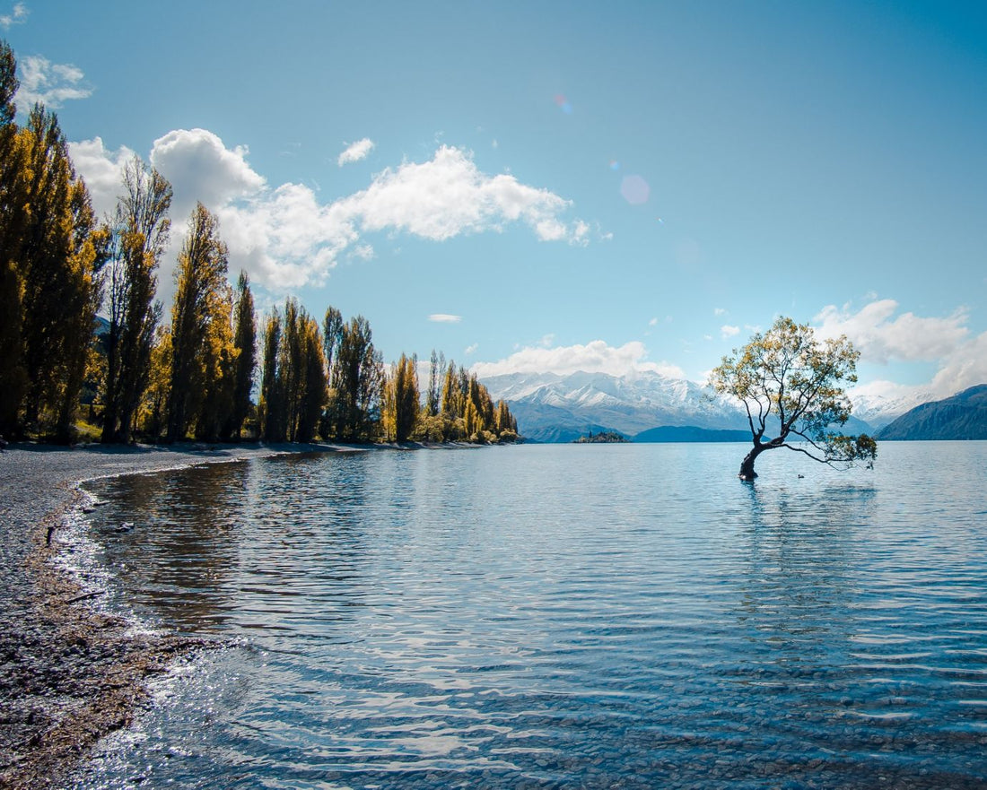 new zealand packing