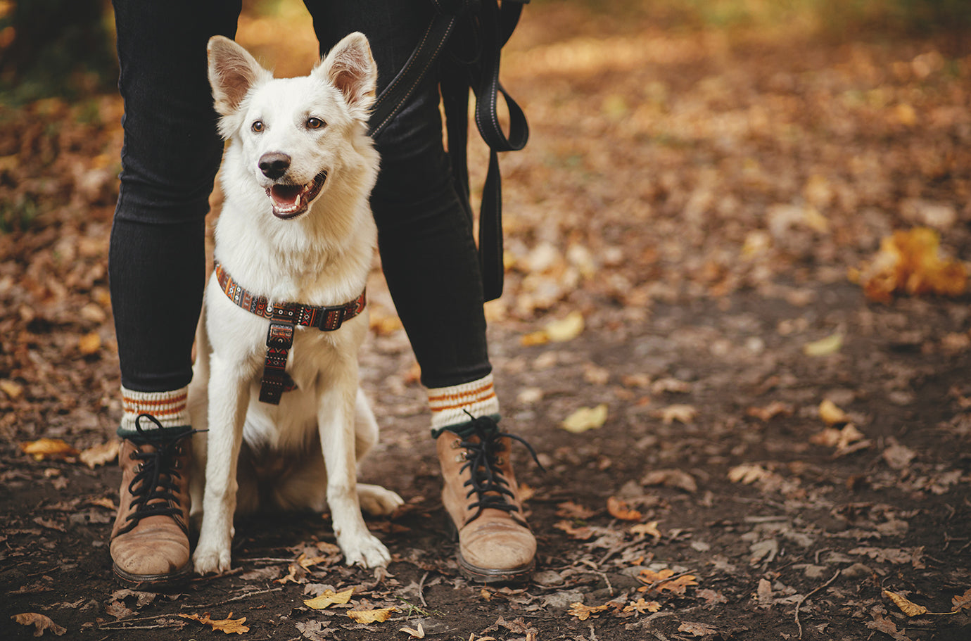 Hiking with a outlet dog near me