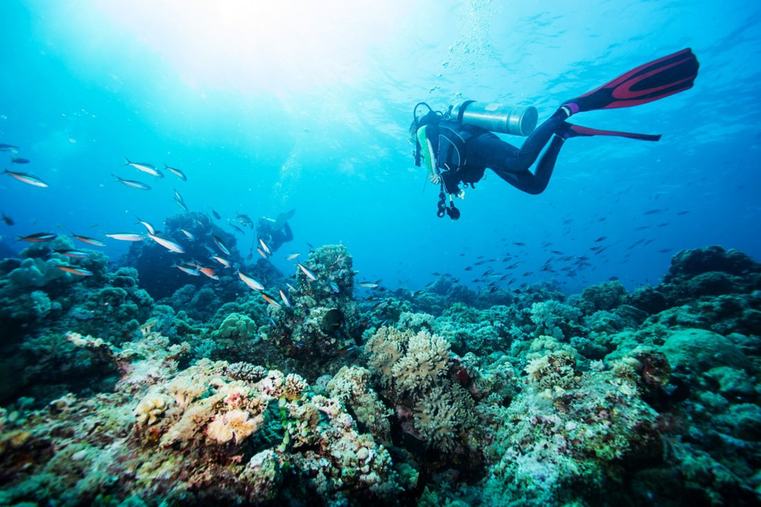 Scuba Diving in the Caribbean