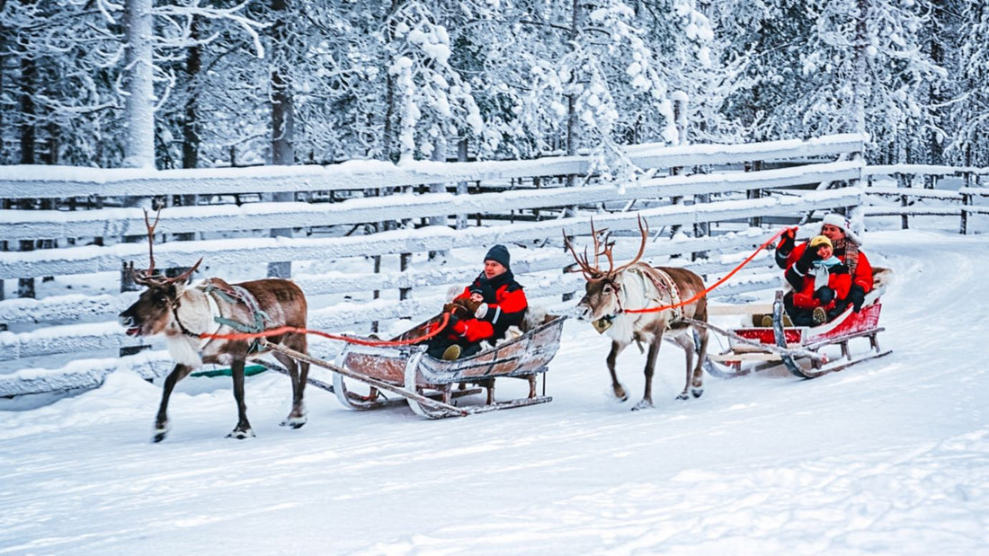 Reindeer sledding