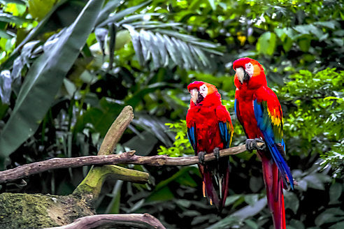 What to Pack For the Amazon