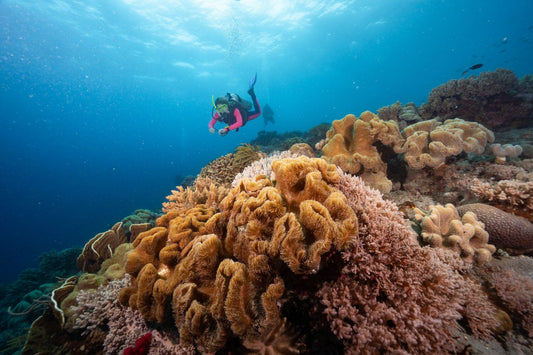 Corals upon corals upon corals