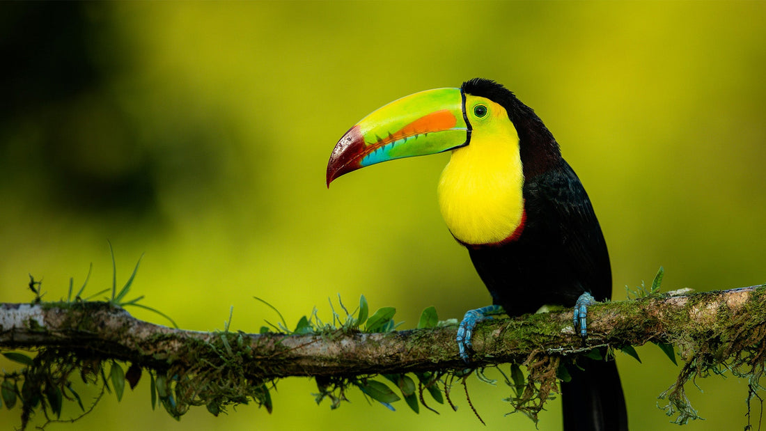 Warm Weather Adventures: A Week in Costa Rica