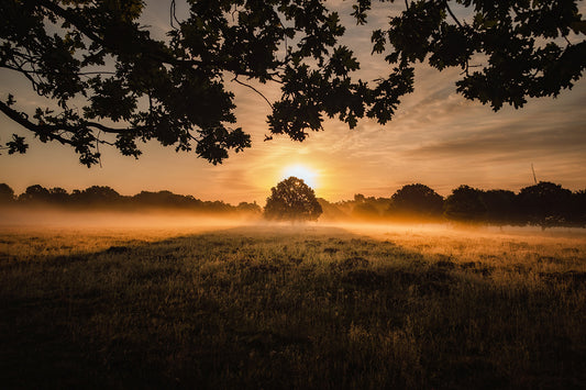 What Is Rewilding and Where Can You Go to Support a Rewilding Project?