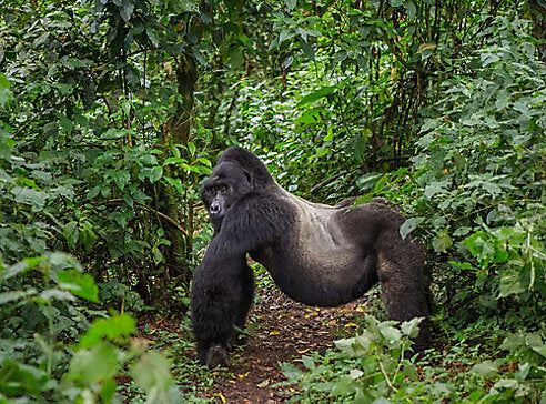 Adventure Bucket List: Budget Friendly Uganda Wildlife