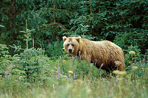 How to Handle a Bear Encounter