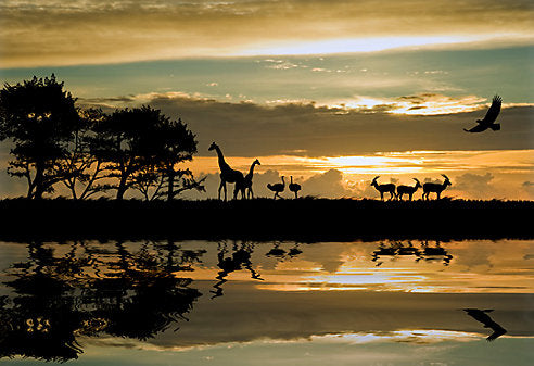 How to Plan a Budget-Friendly Safari