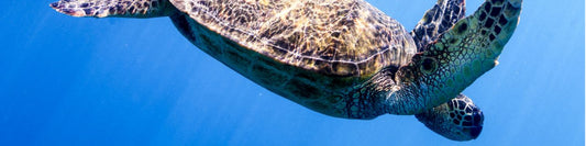 sea turtle