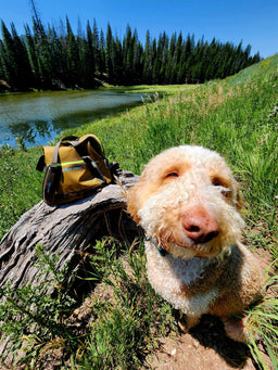 Dog sitting on a log with an Eagle Creek tote bag next to a lake and forest